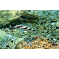 Chalinochromis Bifrenatus Chalinochromis Bifrenatus